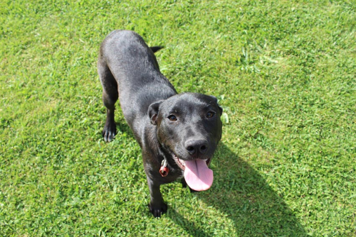 Help prevent nuisance dog barking