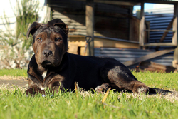 Time is running out for dog registration discount