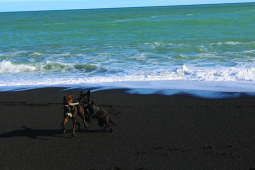 Dogs at beach