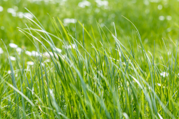 Long Grass in the garden