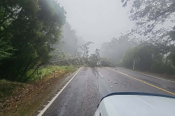 Trees down SH2 south of Gisborne