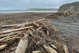 woody debris Picture1