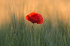 ANZAC Day commemorations