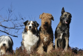 Targeted dog control continues