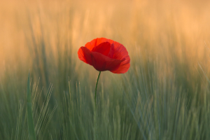 ANZAC Day commemorations