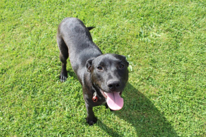 Help prevent nuisance dog barking