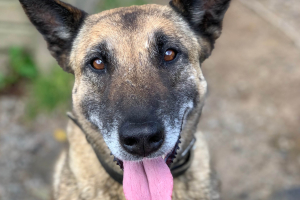 Preparing your pets for an emergency