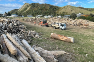 Change in forestry regulations welcomed