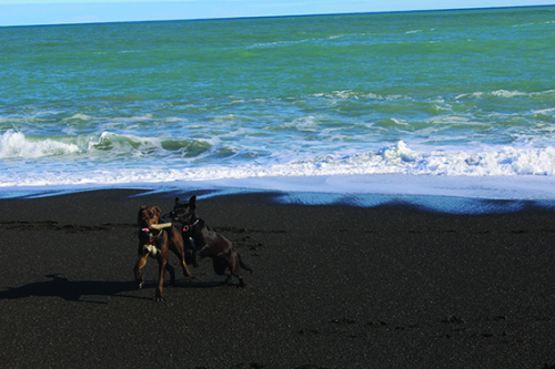 Dogs at beach