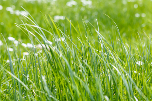 Long Grass in the garden