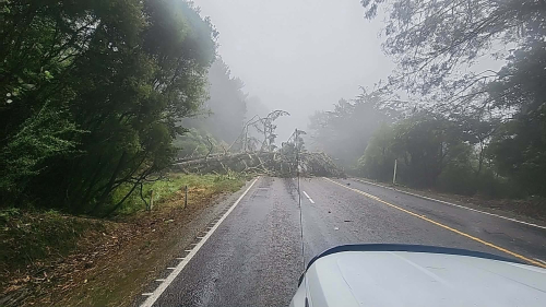 Trees down SH2 south of Gisborne