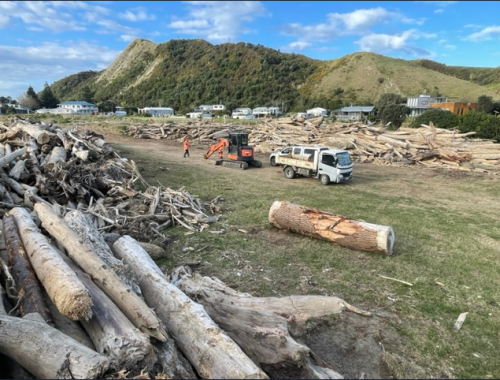 woody debris Picture3