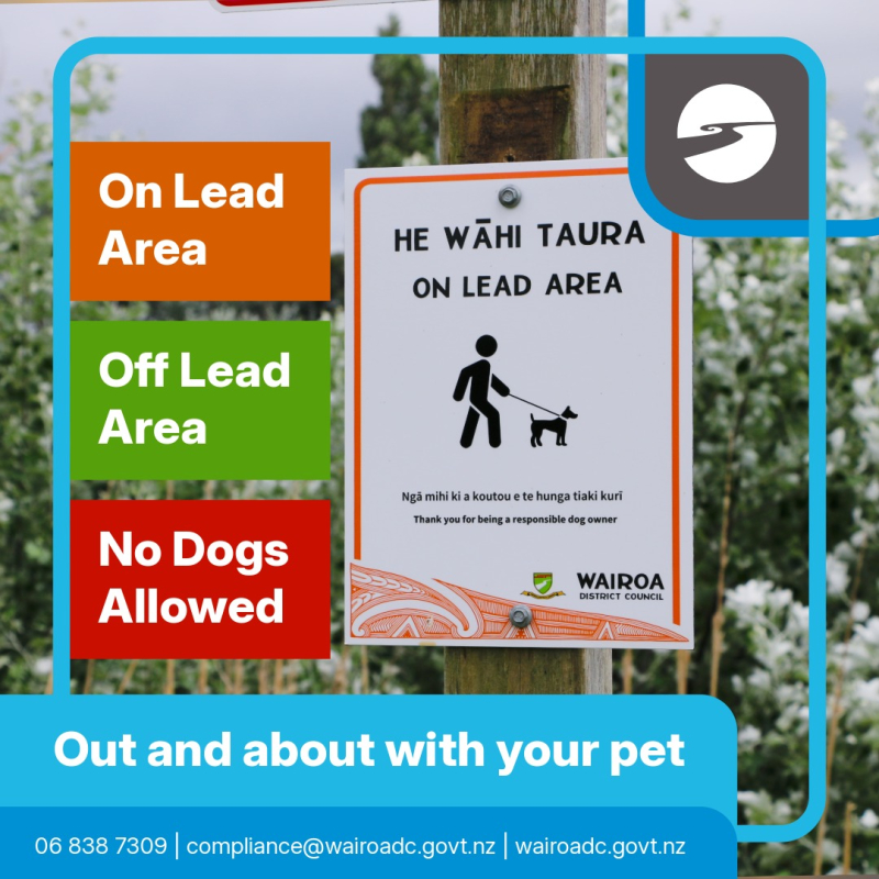 Out and about with your pet