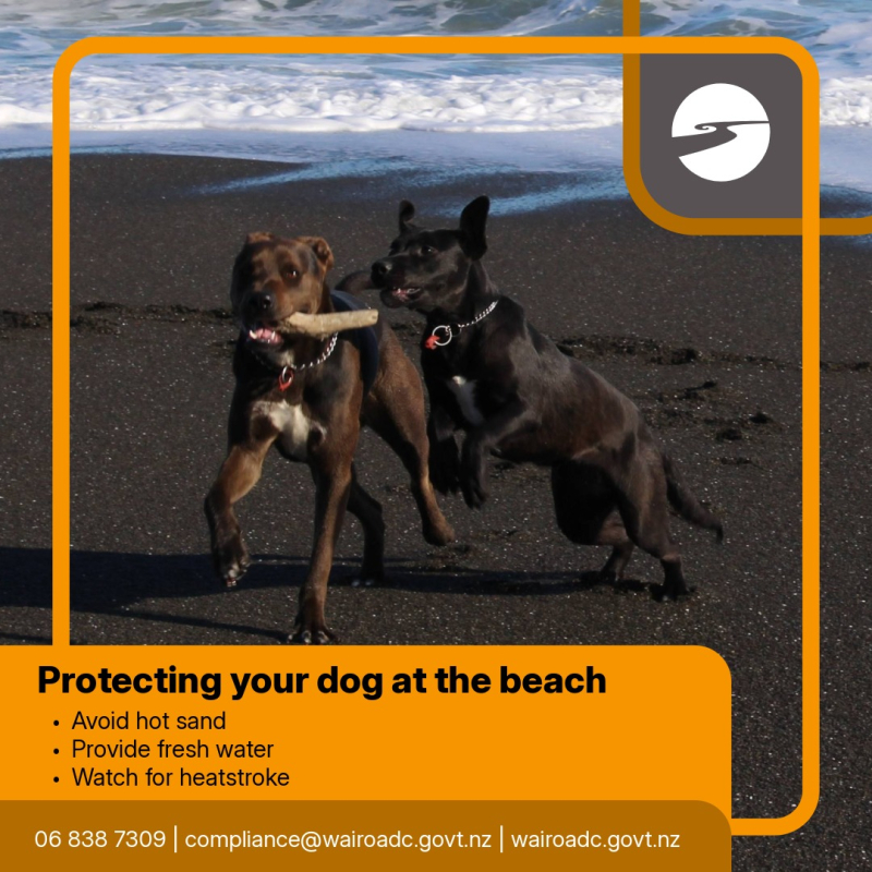 Protecting your dog at the beach
