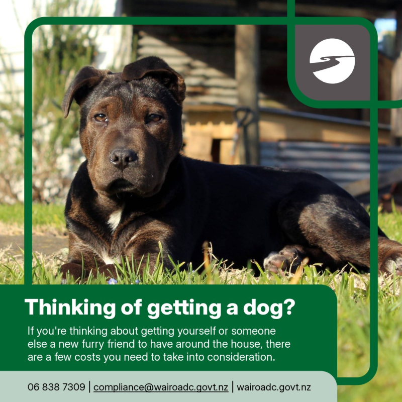 The cost of getting a dog