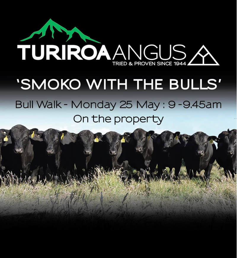 Smoko with the bulls