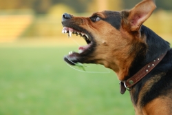 Animal Control Reminds Dog Owners of Their Responsibilities